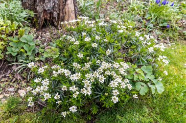 Bahçede yemyeşil bir çalı (iberis sempervirens) çiçek açıyor