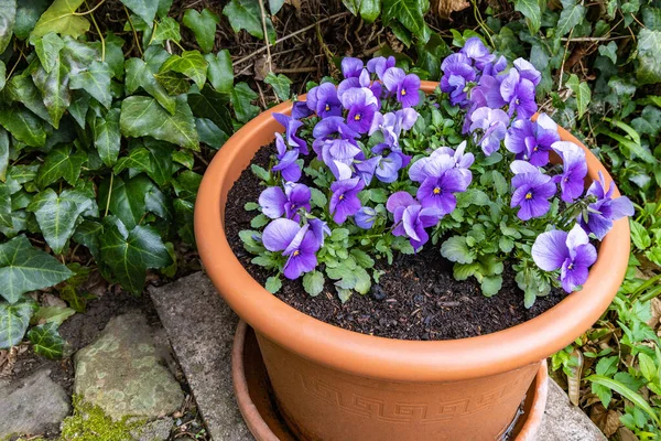 蓝色的紫罗兰花生长在一个混凝土花盆里 春天在室外开花 — 图库照片