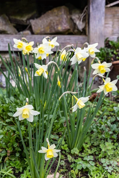 Amarelo Narcisos Florescer Jardim Primavera — Fotografia de Stock