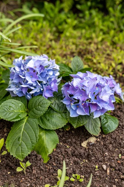 Gros Plan Sur Les Fleurs Hortensia Bleue Poussant Dans Sol — Photo