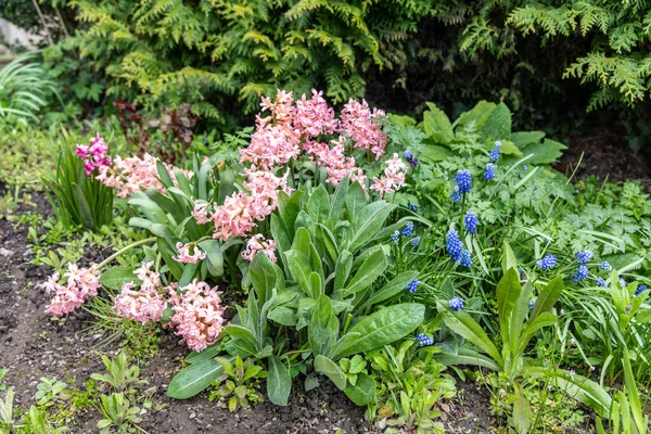 Blumen Bio Garten Hyazinthen Und Muscari Zwischen Grünem Gras — Stockfoto