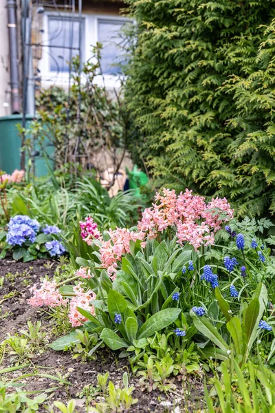 Květiny Organické Zahradě Hyacinty Muškarní Mezi Zelenou Trávou — Stock fotografie