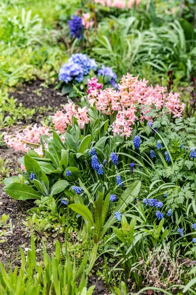 緑の草の間に有機庭園 ヒヤシンス ムスカリの花 — ストック写真