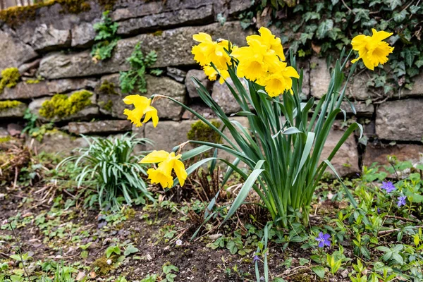 Sarı Nergisler Baharda Bahçede Çiçek Açar — Stok fotoğraf