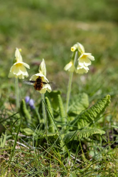 Close Oxlip Primula Elatior Flowers Bloom Bumblebee Pollinates Flower — Stock Photo, Image