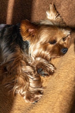 Yorkshire Teriyer köpeği güneş ışığında odada yatıyor.