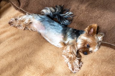 Yorkshire Teriyer köpeği güneş ışığında odada yatıyor.