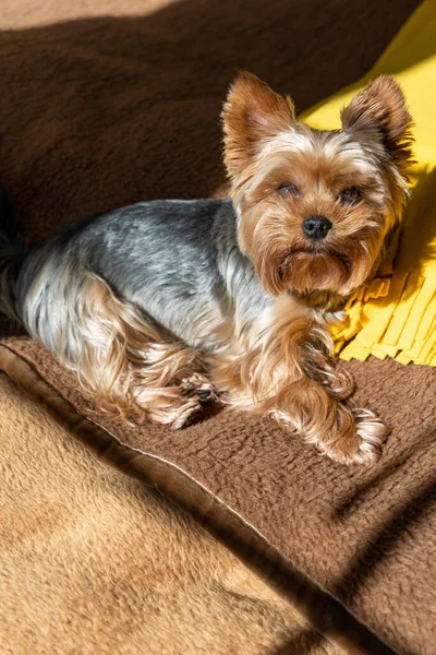 约克郡的宠物狗躺在房间里晒太阳 — 图库照片