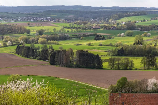 Bellissimo Paesaggio Rurale Primavera Campi Verdi Grano Invernale Terreno Renania — Foto Stock