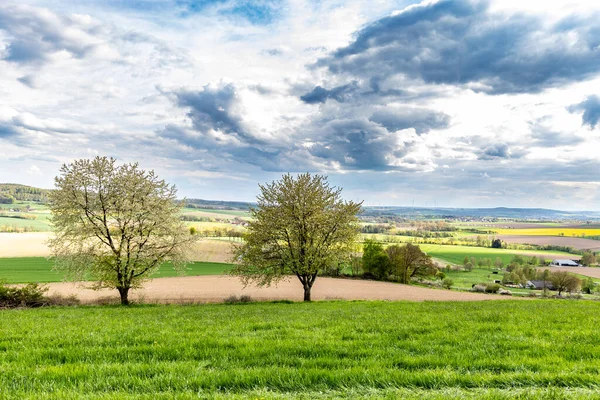 Yeşil Çayırları Olan Güzel Bahar Manzarası Yakınındaki Kiraz Ağaçları Ufukta — Stok fotoğraf