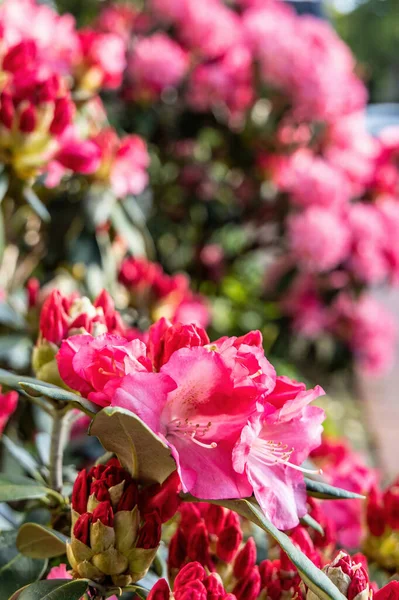 Cespuglio Azalea Fiore Nel Parco Primo Piano Sfondo Floreale — Foto Stock