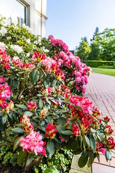 Blommande Azalea Buske Parken Närbild — Stockfoto