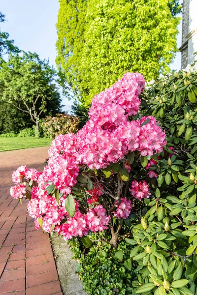 Blommande Azalea Buske Parken Närbild — Stockfoto