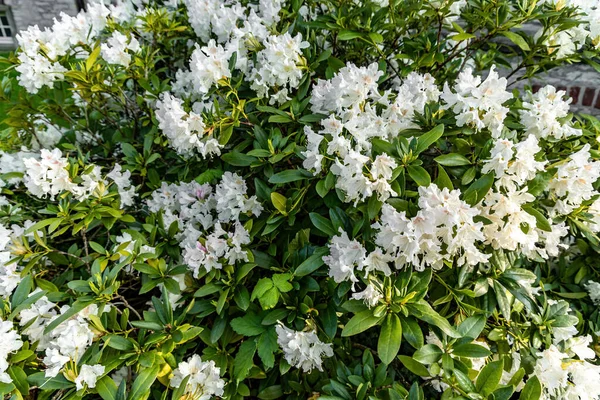 Floreciente Arbusto Azalea Blanca Primer Plano Del Parque —  Fotos de Stock