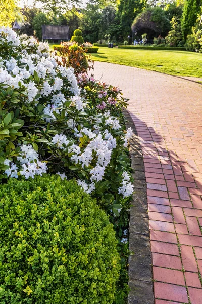 Een Bloeiende Witte Azalea Bush Het Park Close — Stockfoto