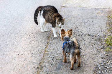 Bir kedi ve köpek arasında bir buluşma.