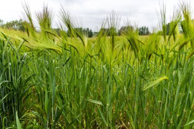 Genç yeşil buğday tarlası, doğal arka plan.
