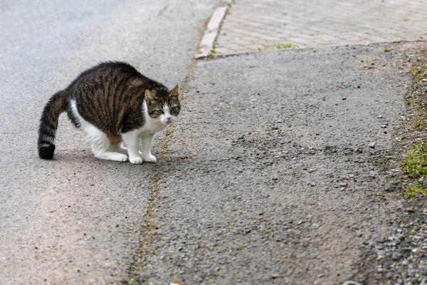 Τρομαγμένη Γκρίζα Γάτα Τρίχες Στο Τέλος Επικίνδυνη Αντίδραση — Φωτογραφία Αρχείου