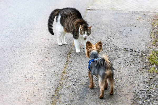Pertemuan Antara Kucing Dan Anjing — Stok Foto