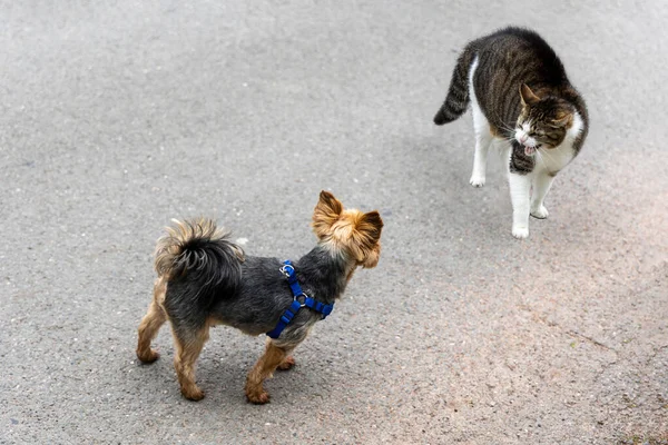 Μια Συνάντηση Μεταξύ Γάτας Και Σκύλου — Φωτογραφία Αρχείου
