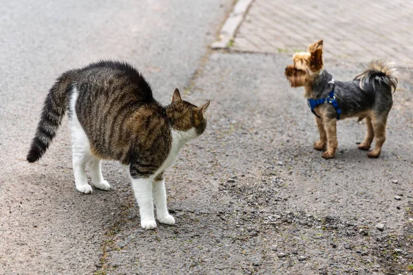 Встреча Кошки Собакой — стоковое фото