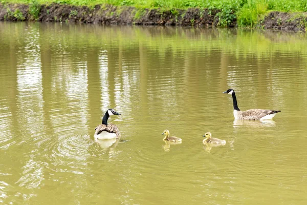 Pair Canada Geese Goslings Swim Lake — Stock Photo, Image