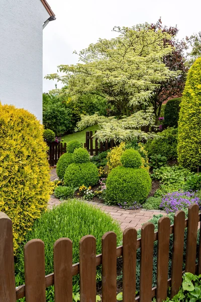 Des Buissons Décoratifs Garnis Dans Cour Près Maison — Photo