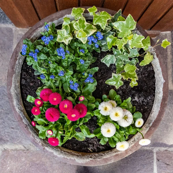 在户外的花盆里 玛格丽特的雏菊和蓝色的花朵在常春藤旁边绽放 尽收眼底 — 图库照片