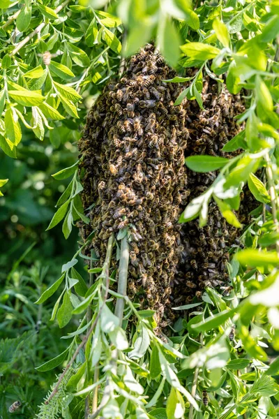 Svärm Honey Bees Närbild Apis Mellifera Hängande — Stockfoto