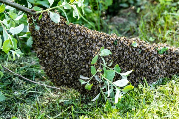 Svärm Honey Bees Närbild Apis Mellifera Hängande — Stockfoto
