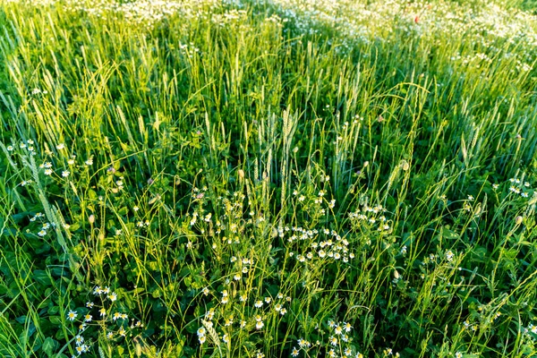 Białe Rumianki Kwiaty Łące Zielonej Trawie — Zdjęcie stockowe