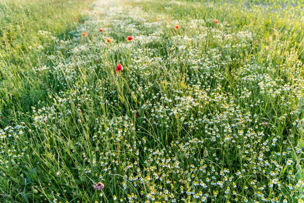 Białe Rumianki Kwiaty Czerwone Maki Łące Zielonej Trawie — Zdjęcie stockowe