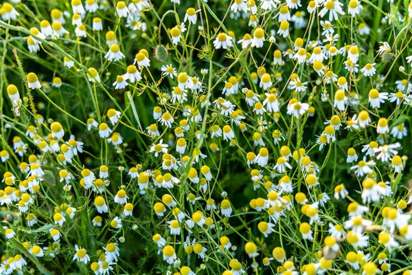Białe Rumianki Kwiaty Łące Naturalne Tło — Zdjęcie stockowe