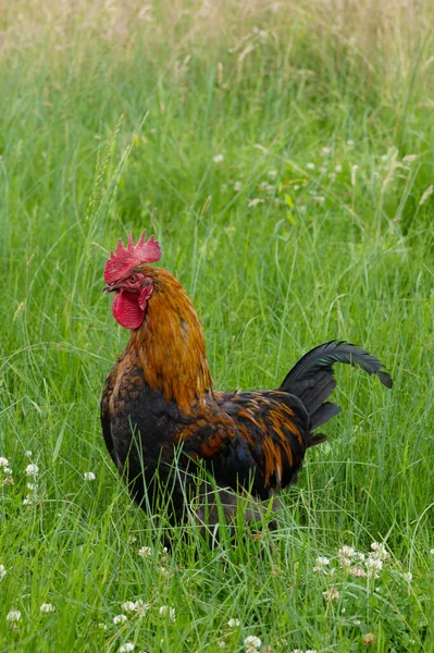 Coq Aux Plumes Colorées Broutant Librement Sur Une Prairie — Photo