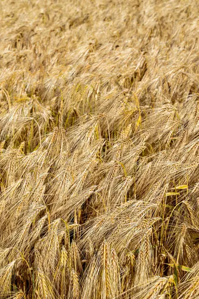 Ripe barley field close-up, natural background, harvest concept