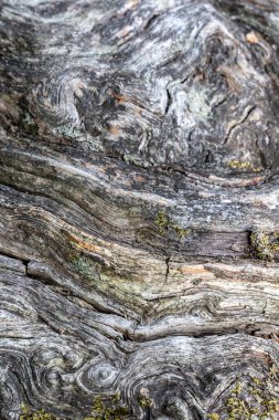 Yosun ve soyut arkaplanla kaplı eski ahşap dokusunu kapat.