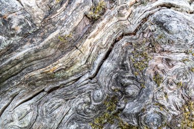 Yosun ve soyut arkaplanla kaplı eski ahşap dokusunu kapat.