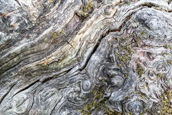 Крупный План Потрескавшейся Старой Текстуры Дерева Покрытой Мхом Абстрактный Фон Лицензионные Стоковые Фото