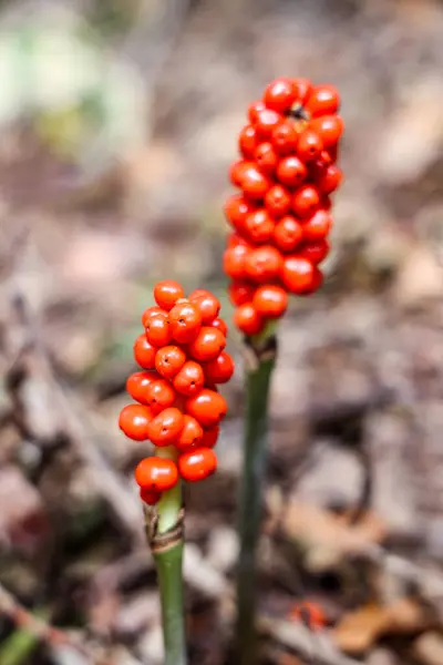 Arum Maculatum Κόκκινα Μούρα Ένα Δηλητηριώδες Δασικό Φυτό Που Ονομάζεται — Φωτογραφία Αρχείου