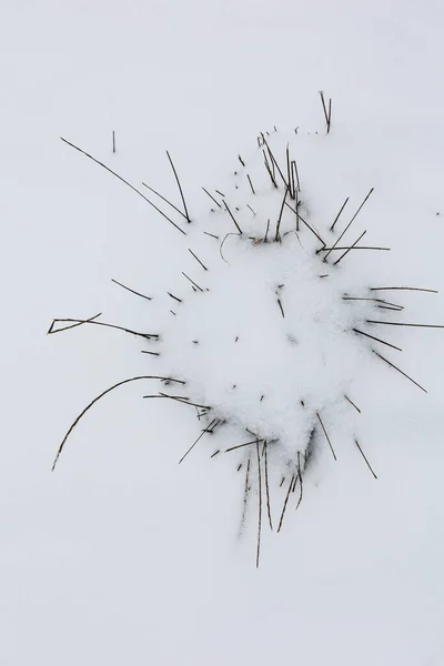 Krzew Zeszłorocznej Suchej Trawy Był Pokryty Śniegiem — Zdjęcie stockowe