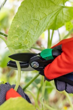Seradaki salatalık çalılarının üzerindeki eski yaprakları buduyor.
