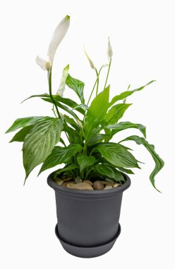 Houseplant - spatifilyum floribundum (Barış nilüfer). Beyaz beyaz arka plan üzerinde izole çiçek