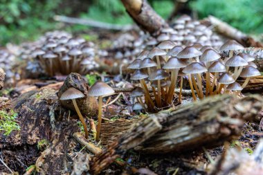Sonbaharda ormanda küçük yenilebilir mantar kolonisi büyür.