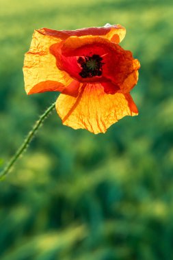 Gün batımında kırmızı haşhaş çiçeği yakın