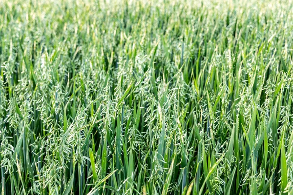 Field of young green oats, natural background