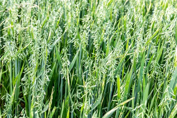 Field of young green oats, natural background