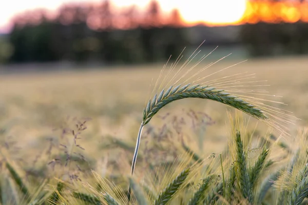 Ear of barley on the background of a barley field at sunset close up