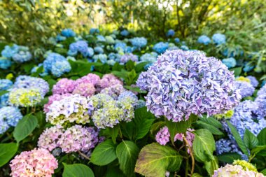 Mavi ortanca çiçeklerine yakın plan, güzel doğal çiçek arkaplanı.