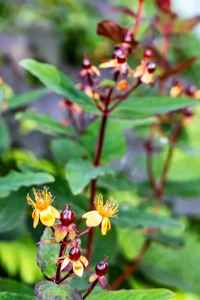 Saint John\'s Wort with yellow flowers and red berries blooming outdoors. Saint John\'s Wort, or hypericum, is used for healing teas and homeopathy.