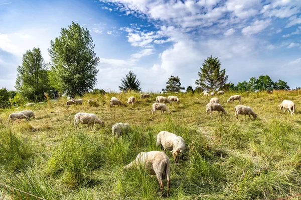 Sheep graze on a green pasture in the Netherlands
